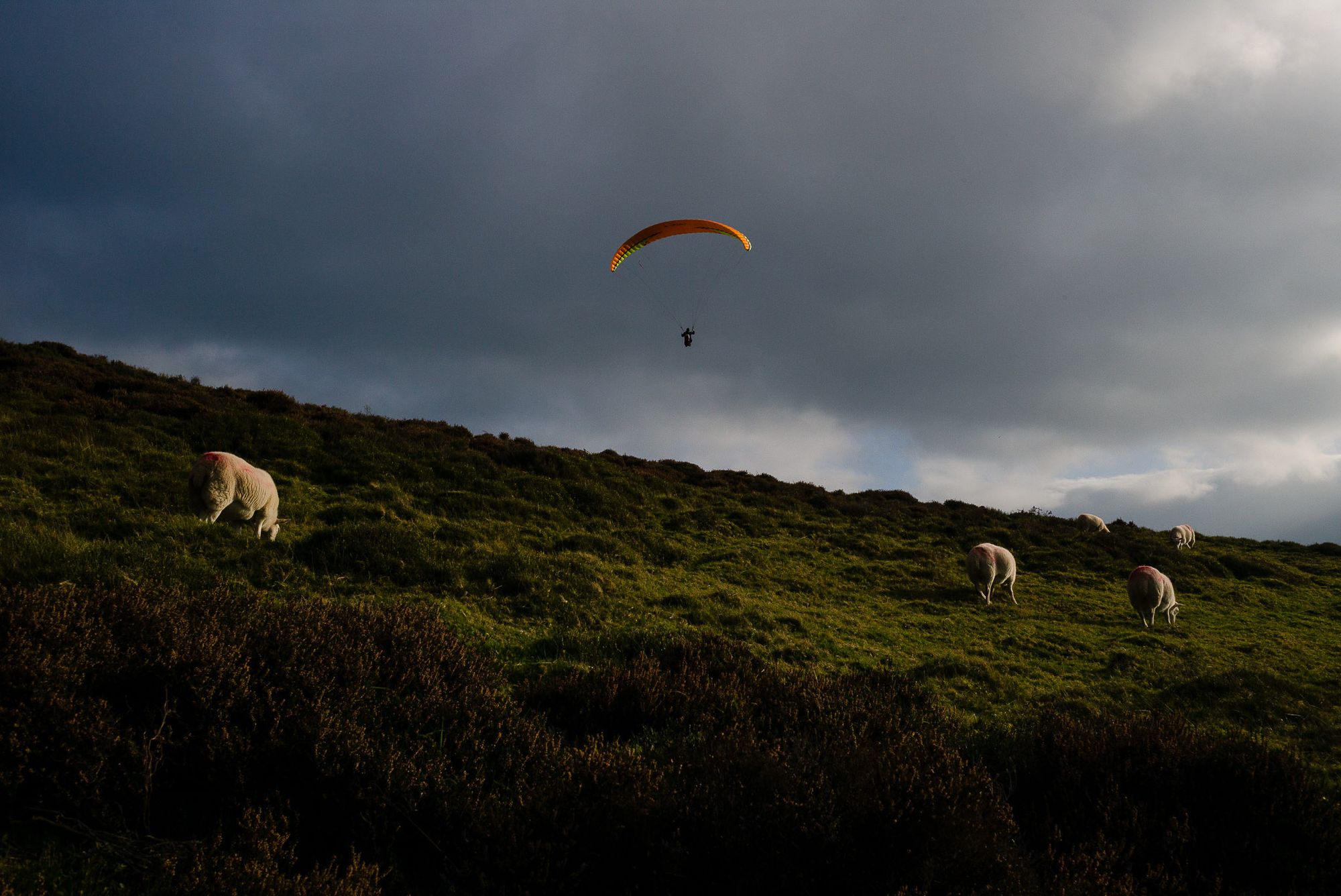 Landscape view with sheep grazing on the side of a hill. There is a paraglider flying over the hill.