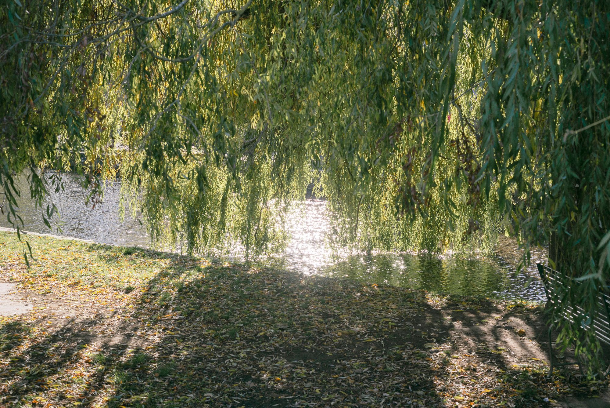 A large willow tree dips its branches in a passing river on a sunny day.