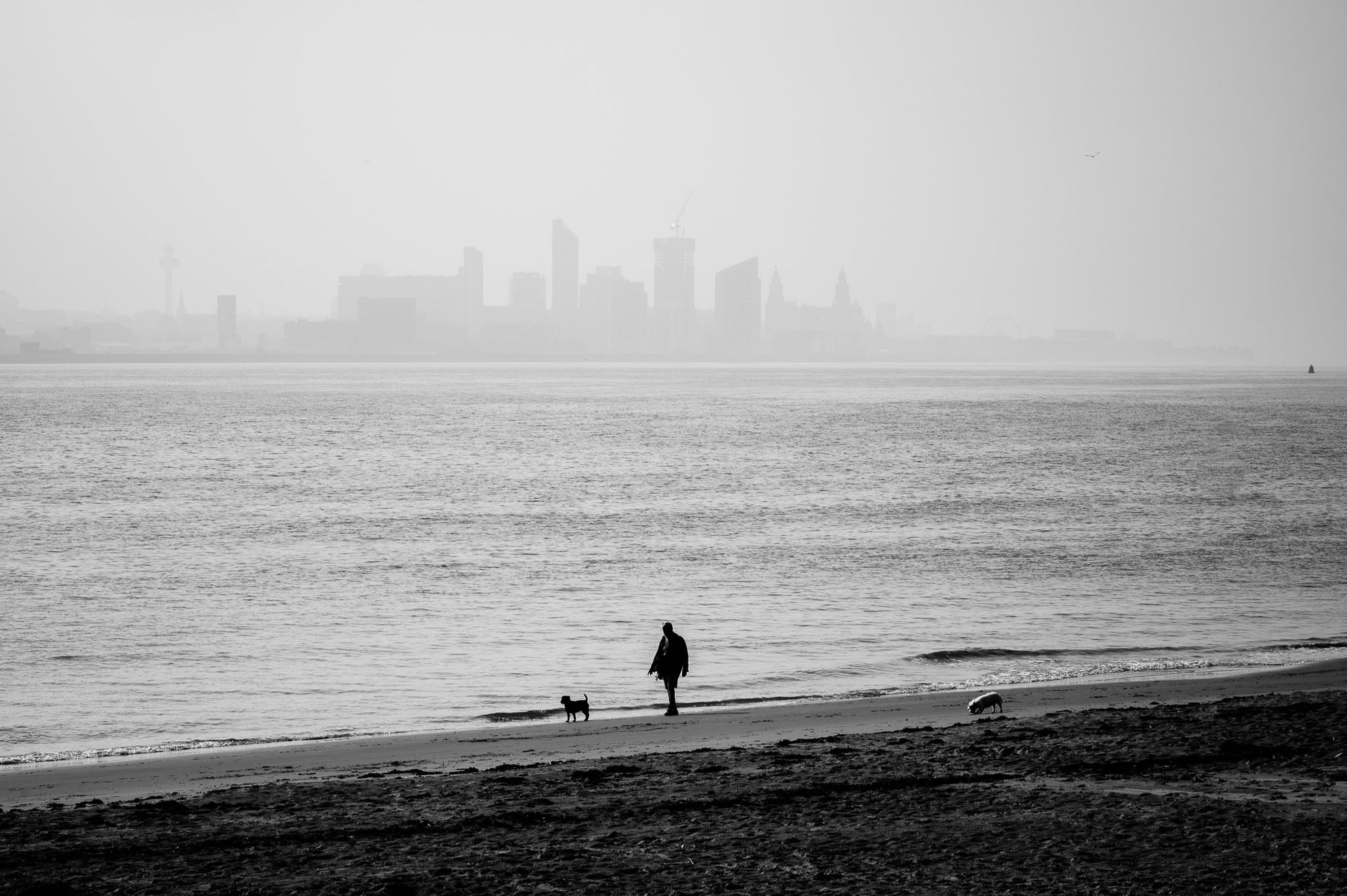 A man walks his dog along the water's edge of the River Mersey. In the background is the Liverpool skyline.